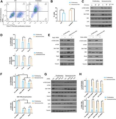 RagC GTPase regulates mTOR to promote chemoresistance in senescence-like HepG2 cells